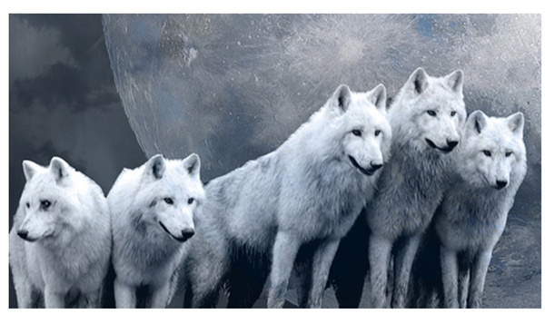 新時代的狼性精神！