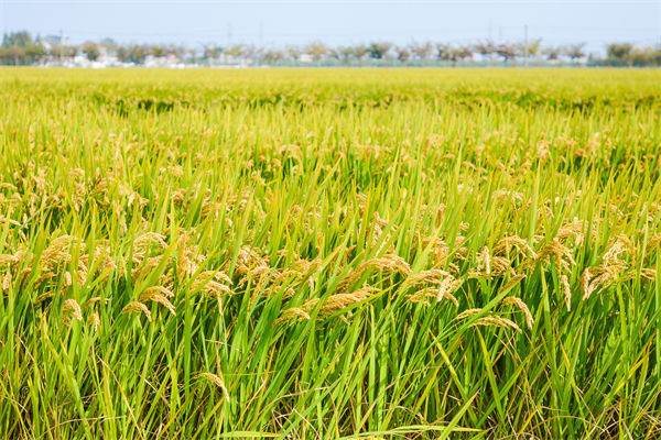 制造業(yè)分析：再這樣熱下去，全球的早餐都“懸了”