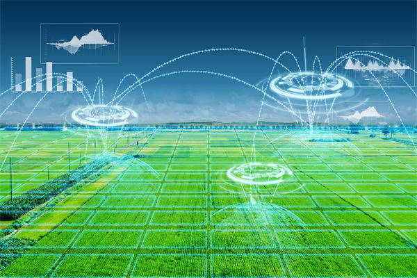 溫州種出2.1米高巨型水稻，精益生產(chǎn)怎么看？