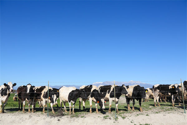 常溫純牛奶中禁止添加復(fù)原乳，集成供應(yīng)鏈怎么看？